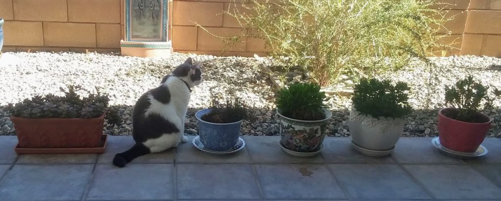 Cat in the line with flowerpots